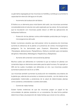 La glomalina segregada por las micorrizas es hidrófila y contribuye a aumentar la
capacidad de retención del agua en el suelo.
- Incremento de la absorción de fósforo
El fósforo es un elemento poco móvil dentro del suelo. Las micorrizas aumentan
considerablemente el volumen de suelo explorado por las raíces. Se ha estimado
que la inoculación con micorrizas puede reducir un 80% las aplicaciones de
fertilizantes fosfóricos.
- Protección de las plantas contra enfermedades producidas por hongos y
microorganismos del suelo
Existen numerosos estudios que demuestran cómo la presencia de micorrizas
aumenta la tolerancia de la planta a la presencia de ciertos microorganismos
patógenos. Se ha demostrado para Fusarium, Rhizoctonia, Verticillium,
Thievalopsis, Aphanomyces, Phytophthora y Pythium y también para nematodos
del género Heterodera, Meloidogyne, Pratylenchus y Radopholus.
- Aumento del contenido nutricional de las plantas
Muchos suelos son deficientes en nutrientes lo que se traduce en plantas con
contenidos bajos en elementos esenciales para la salud humana. Por ejemplo un
30% de los suelos mundiales son deficientes en zinc. Las micorrizas pueden
aumentar la absorción de Zn en un 50%.
Las micorrizas también aumentan la producción de metabolitos secundarios de
la planta que, además de aumentar su resistencia al estrés, son de interés en las
propiedades medicinales y protectoras de la salud de determinadas plantas
como carotenos, antioxidantes o aceites esenciales.
- Control de malas hierbas
Existen fuertes evidencias de que las micorrizas juegan un papel en las
comunidades de plantas existentes en un ecosistema. De esta forma podrían
determinar el tipo y la proporción de malas hierbas que crecen en los cultivos.
17
 