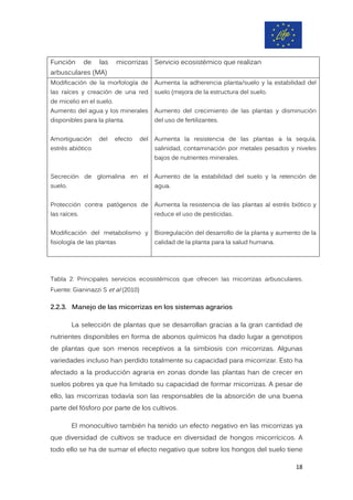 Función de las micorrizas
arbusculares (MA)
Servicio ecosistémico que realizan
Modificación de la morfología de
las raíces y creación de una red
de micelio en el suelo.
Aumento del agua y los minerales
disponibles para la planta.
Amortiguación del efecto del
estrés abiótico
Secreción de glomalina en el
suelo.
Protección contra patógenos de
las raíces.
Modificación del metabolismo y
fisiología de las plantas
Aumenta la adherencia planta/suelo y la estabilidad del
suelo (mejora de la estructura del suelo.
Aumento del crecimiento de las plantas y disminución
del uso de fertilizantes.
Aumenta la resistencia de las plantas a la sequía,
salinidad, contaminación por metales pesados y niveles
bajos de nutrientes minerales.
Aumento de la estabilidad del suelo y la retención de
agua.
Aumenta la resistencia de las plantas al estrés biótico y
reduce el uso de pesticidas.
Bioregulación del desarrollo de la planta y aumento de la
calidad de la planta para la salud humana.
Tabla 2: Principales servicios ecosistémicos que ofrecen las micorrizas arbusculares.
Fuente: Gianinazzi S et al (2010)
2.2.3. Manejo de las micorrizas en los sistemas agrarios
La selección de plantas que se desarrollan gracias a la gran cantidad de
nutrientes disponibles en forma de abonos químicos ha dado lugar a genotipos
de plantas que son menos receptivos a la simbiosis con micorrizas. Algunas
variedades incluso han perdido totalmente su capacidad para micorrizar. Esto ha
afectado a la producción agraria en zonas donde las plantas han de crecer en
suelos pobres ya que ha limitado su capacidad de formar micorrizas. A pesar de
ello, las micorrizas todavía son las responsables de la absorción de una buena
parte del fósforo por parte de los cultivos.
El monocultivo también ha tenido un efecto negativo en las micorrizas ya
que diversidad de cultivos se traduce en diversidad de hongos micorrícicos. A
todo ello se ha de sumar el efecto negativo que sobre los hongos del suelo tiene
18
 