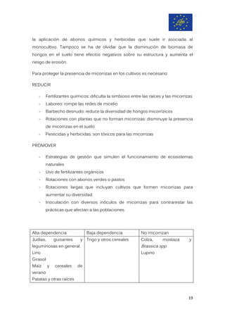 la aplicación de abonos químicos y herbicidas que suele ir asociada al
monocultivo. Tampoco se ha de olvidar que la disminución de biomasa de
hongos en el suelo tiene efectos negativos sobre su estructura y aumenta el
riesgo de erosión.
Para proteger la presencia de micorrizas en los cultivos es necesario:
REDUCIR
- Fertilizantes químicos: dificulta la simbiosis entre las raíces y las micorrizas
- Laboreo: rompe las redes de micelio
- Barbecho desnudo: reduce la diversidad de hongos micorrízicos
- Rotaciones con plantas que no forman micorrizas: disminuye la presencia
de micorrizas en el suelo
- Pesticidas y herbicidas: son tóxicos para las micorrizas
PROMOVER
- Estrategias de gestión que simulen el funcionamiento de ecosistemas
naturales
- Uso de fertilizantes orgánicos
- Rotaciones con abonos verdes o pastos
- Rotaciones largas que incluyan cultivos que formen micorrizas para
aumentar su diversidad.
- Inoculación con diversos inóculos de micorrizas para contrarestar las
prácticas que afectan a las poblaciones.
Alta dependencia Baja dependencia No micorrizan
Judías, guisantes y
leguminosas en general.
Lino
Girasol
Maíz y cereales de
verano
Patatas y otras raíces
Trigo y otros cereales Colza, mostaza y
Brassica spp
Lupino
19
 