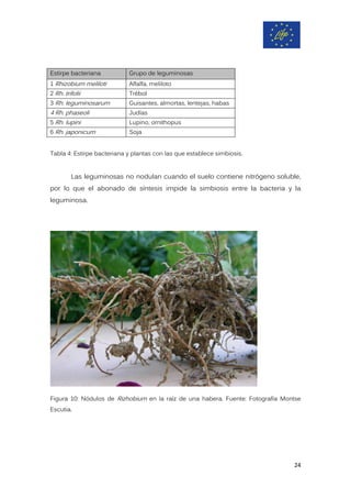 Estirpe bacteriana Grupo de leguminosas
1 Rhizobium meliloti Alfalfa, meliloto
2 Rh. trifolii Trébol
3 Rh. leguminosarum Guisantes, almortas, lentejas, habas
4 Rh. phaseoli Judías
5 Rh. lupini Lupino, ornithopus
6 Rh. japonicum Soja
Tabla 4: Estirpe bacteriana y plantas con las que establece simbiosis.
Las leguminosas no nodulan cuando el suelo contiene nitrógeno soluble,
por lo que el abonado de síntesis impide la simbiosis entre la bacteria y la
leguminosa.
Figura 10: Nódulos de Rizhobium en la raíz de una habera. Fuente: Fotografía Montse
Escutia.
24
 