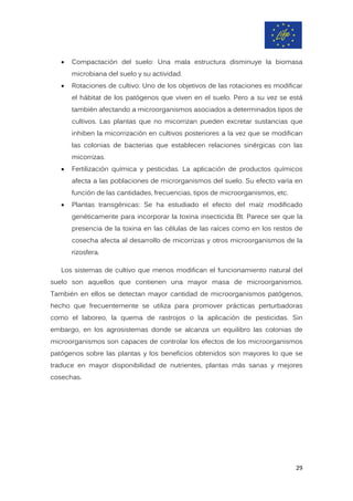 • Compactación del suelo: Una mala estructura disminuye la biomasa
microbiana del suelo y su actividad.
• Rotaciones de cultivo: Uno de los objetivos de las rotaciones es modificar
el hábitat de los patógenos que viven en el suelo. Pero a su vez se está
también afectando a microorganismos asociados a determinados tipos de
cultivos. Las plantas que no micorrizan pueden excretar sustancias que
inhiben la micorrización en cultivos posteriores a la vez que se modifican
las colonias de bacterias que establecen relaciones sinérgicas con las
micorrizas.
• Fertilización química y pesticidas. La aplicación de productos químicos
afecta a las poblaciones de microrganismos del suelo. Su efecto varía en
función de las cantidades, frecuencias, tipos de microorganismos, etc.
• Plantas transgénicas: Se ha estudiado el efecto del maíz modificado
genéticamente para incorporar la toxina insecticida Bt. Parece ser que la
presencia de la toxina en las células de las raíces como en los restos de
cosecha afecta al desarrollo de micorrizas y otros microorganismos de la
rizosfera.
Los sistemas de cultivo que menos modifican el funcionamiento natural del
suelo son aquellos que contienen una mayor masa de microorganismos.
También en ellos se detectan mayor cantidad de microorganismos patógenos,
hecho que frecuentemente se utiliza para promover prácticas perturbadoras
como el laboreo, la quema de rastrojos o la aplicación de pesticidas. Sin
embargo, en los agrosistemas donde se alcanza un equilibro las colonias de
microorganismos son capaces de controlar los efectos de los microorganismos
patógenos sobre las plantas y los beneficios obtenidos son mayores lo que se
traduce en mayor disponibilidad de nutrientes, plantas más sanas y mejores
cosechas.
29
 