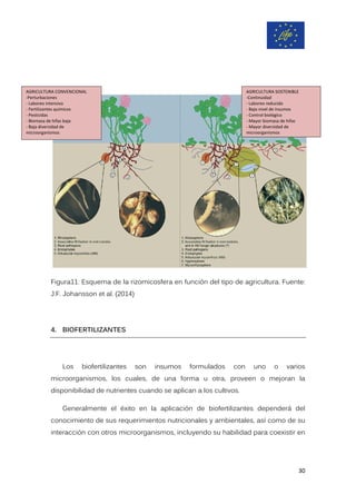 Figura11: Esquema de la rizomicosfera en función del tipo de agricultura. Fuente:
J.F. Johansson et al. (2014)
4. BIOFERTILIZANTES
Los biofertilizantes son insumos formulados con uno o varios
microorganismos, los cuales, de una forma u otra, proveen o mejoran la
disponibilidad de nutrientes cuando se aplican a los cultivos.
Generalmente el éxito en la aplicación de biofertilizantes dependerá del
conocimiento de sus requerimientos nutricionales y ambientales, así como de su
interacción con otros microorganismos, incluyendo su habilidad para coexistir en
AGRICULTURA SOSTENIBLE
-Continuidad
- Laboreo reducido
- Bajo nivel de insumos
- Control biológico
- Mayor biomasa de hifas
- Mayor diversidad de
microorganismos
AGRICULTURA CONVENCIONAL
-Perturbaciones
- Laboreo intensivo
- Fertilizantes químicos
- Pesticidas
- Biomasa de hifas baja
- Baja diversidad de
microorganismos
30
 