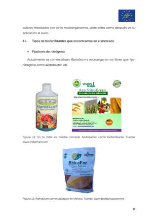 cultivos mezclados con otros microorganismos, tanto antes como después de su
aplicación al suelo.
4.1. Tipos de biofertilizantes que encontramos en el mercado
• Fijadores de nitrógeno
Actualmente se comercializan Rizhobium y microorganismos libres que fijan
nitrógeno como azotobacter, etc.
Figura 12: En la India es posible comprar Azotobacter como biofertilizante. Fuente:
www.indiamart.com
Figura 13: Rizhobium comercializado en México. Fuente: www.biofabrica.com.mx
31
 