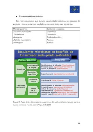 • Promotores del crecimiento
Son microorganismos que, durante su actividad metabólica, son capaces de
producir y liberar sustancias reguladoras de crecimiento para las plantas.
Microorganismo Sustancia segregada
Fusarium moniliforme
Trichoderma
Anabaena
Diplodia macrospora
Phomopsis
Giberelinas
Giberelinas
Ácido indolacético
Auxinas
Auxinas
Figura 15: Papel de los diferentes microorganismos del suelo en el sistema suelo-planta y
su uso comercial. Fuente: Jaizme-Vega, M.R. (2009)
33
 