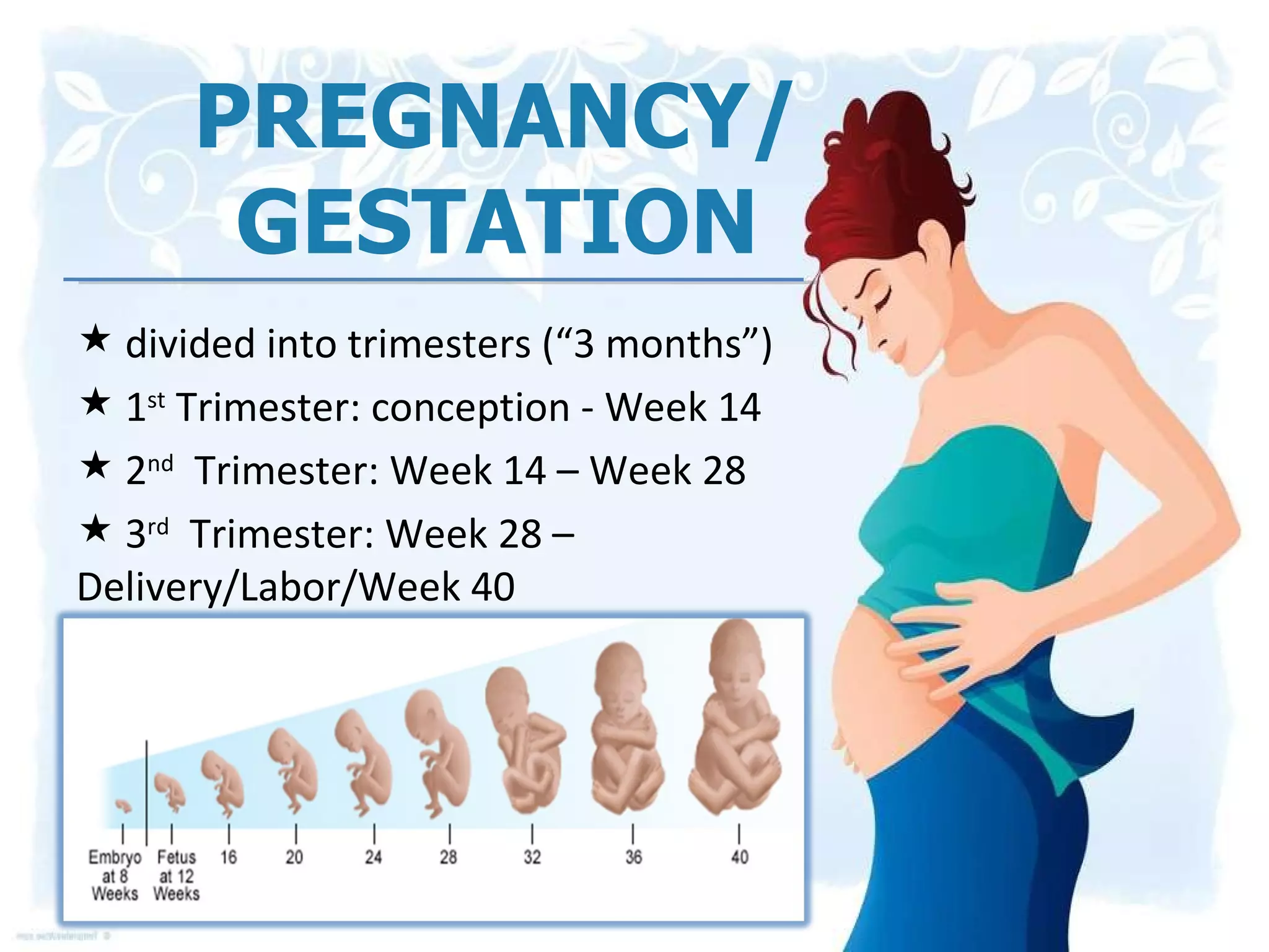 PREGNANCY/ GESTATION divided into trimesters (“3 months”) 1 st  Trimester: conception - Week 14 2 nd   Trimester: Week 14 – Week 28 3 rd   Trimester: Week 28 – Delivery/Labor/Week 40  