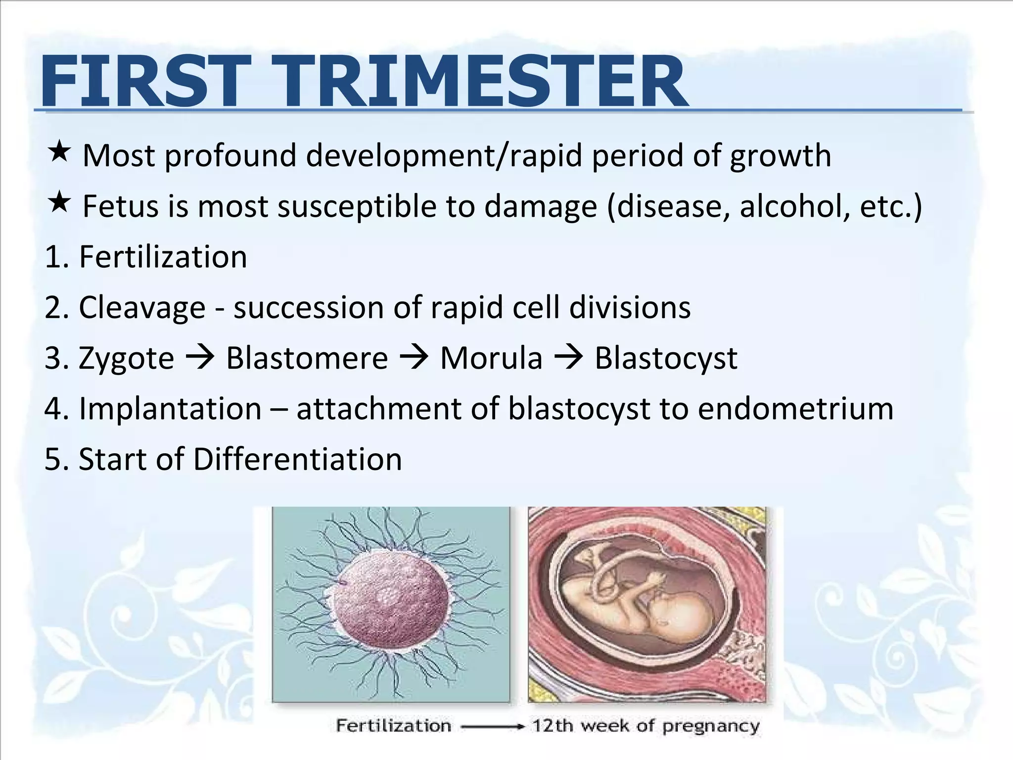 PREGNANCY/ GESTATION FIRST TRIMESTER Most profound development/rapid period of growth Fetus is most susceptible to damage (disease, alcohol, etc.) 1. Fertilization 2. Cleavage - succession of rapid cell divisions 3. Zygote    Blastomere    Morula    Blastocyst  4. Implantation – attachment of blastocyst to endometrium 5. Start of Differentiation 