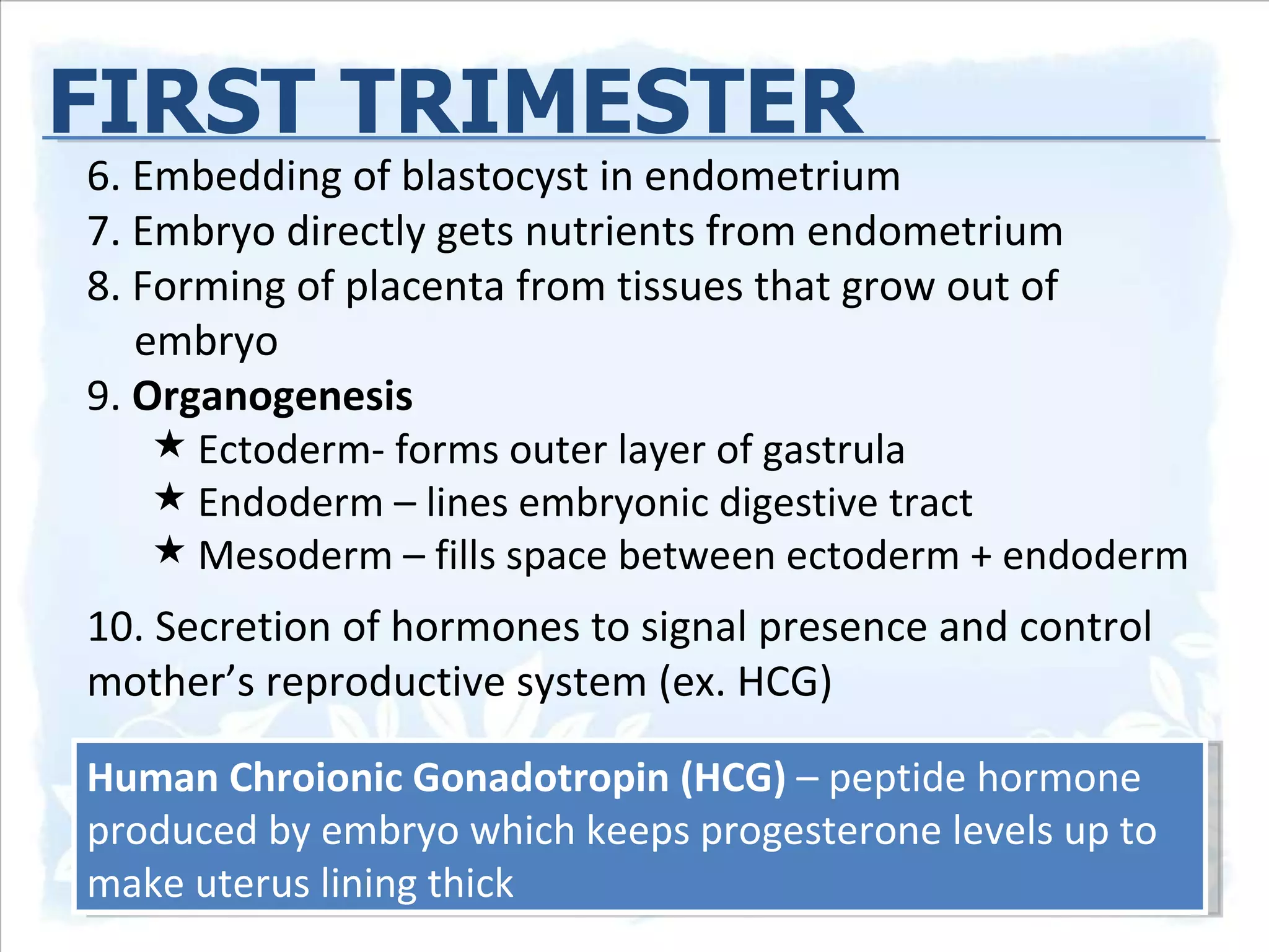 6. Embedding of blastocyst in endometrium 7. Embryo directly gets nutrients from endometrium  8. Forming of placenta from tissues that grow out of embryo 9.  Organogenesis Ectoderm- forms outer layer of gastrula Endoderm – lines embryonic digestive tract Mesoderm – fills space between ectoderm + endoderm  10. Secretion of hormones to signal presence and control mother’s reproductive system (ex. HCG) FIRST TRIMESTER Human Chroionic Gonadotropin (HCG)  – peptide hormone produced by embryo which keeps progesterone levels up to make uterus lining thick 