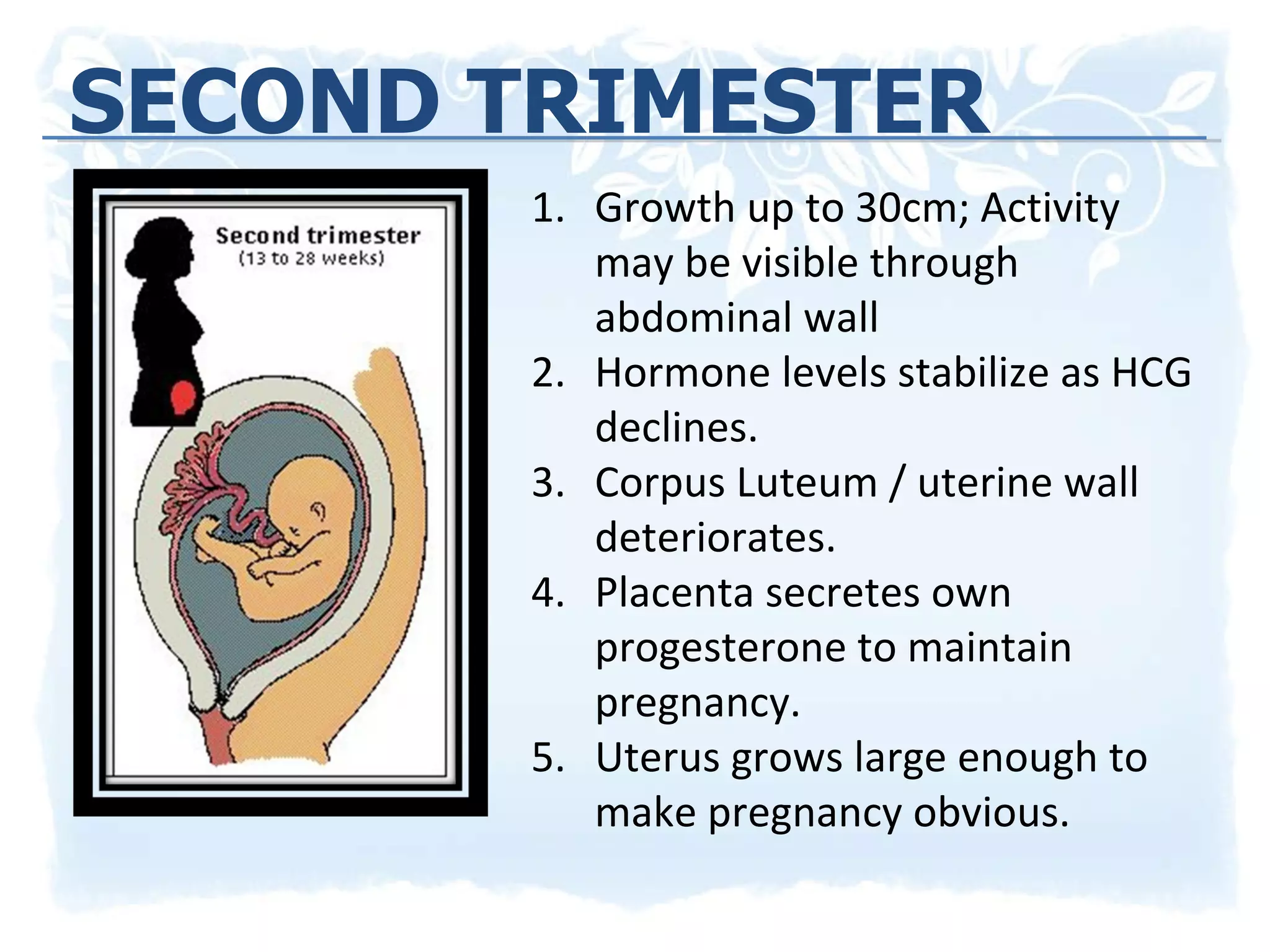 SECOND TRIMESTER Growth up to 30cm; Activity may be visible through abdominal wall Hormone levels stabilize as HCG declines. Corpus Luteum / uterine wall deteriorates. Placenta secretes own progesterone to maintain pregnancy. Uterus grows large enough to make pregnancy obvious. 