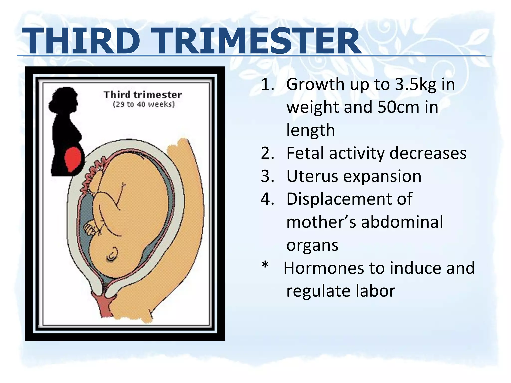 THIRD TRIMESTER Growth up to 3.5kg in weight and 50cm in length Fetal activity decreases Uterus expansion Displacement of mother’s abdominal organs *  Hormones to induce and regulate labor  