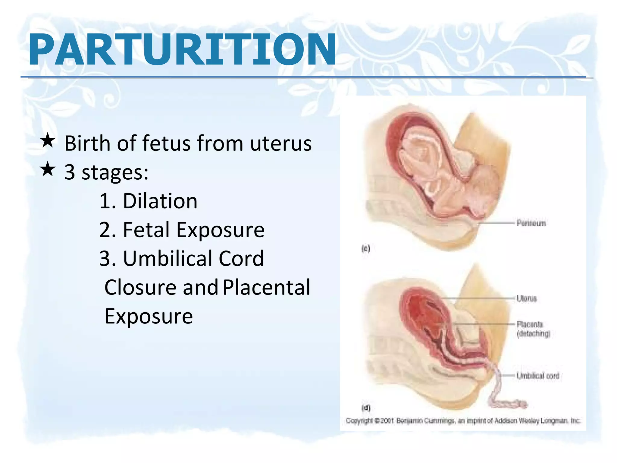 PARTURITION Birth of fetus from uterus 3 stages: 1. Dilation 2. Fetal Exposure 3. Umbilical Cord   Closure and Placental   Exposure 