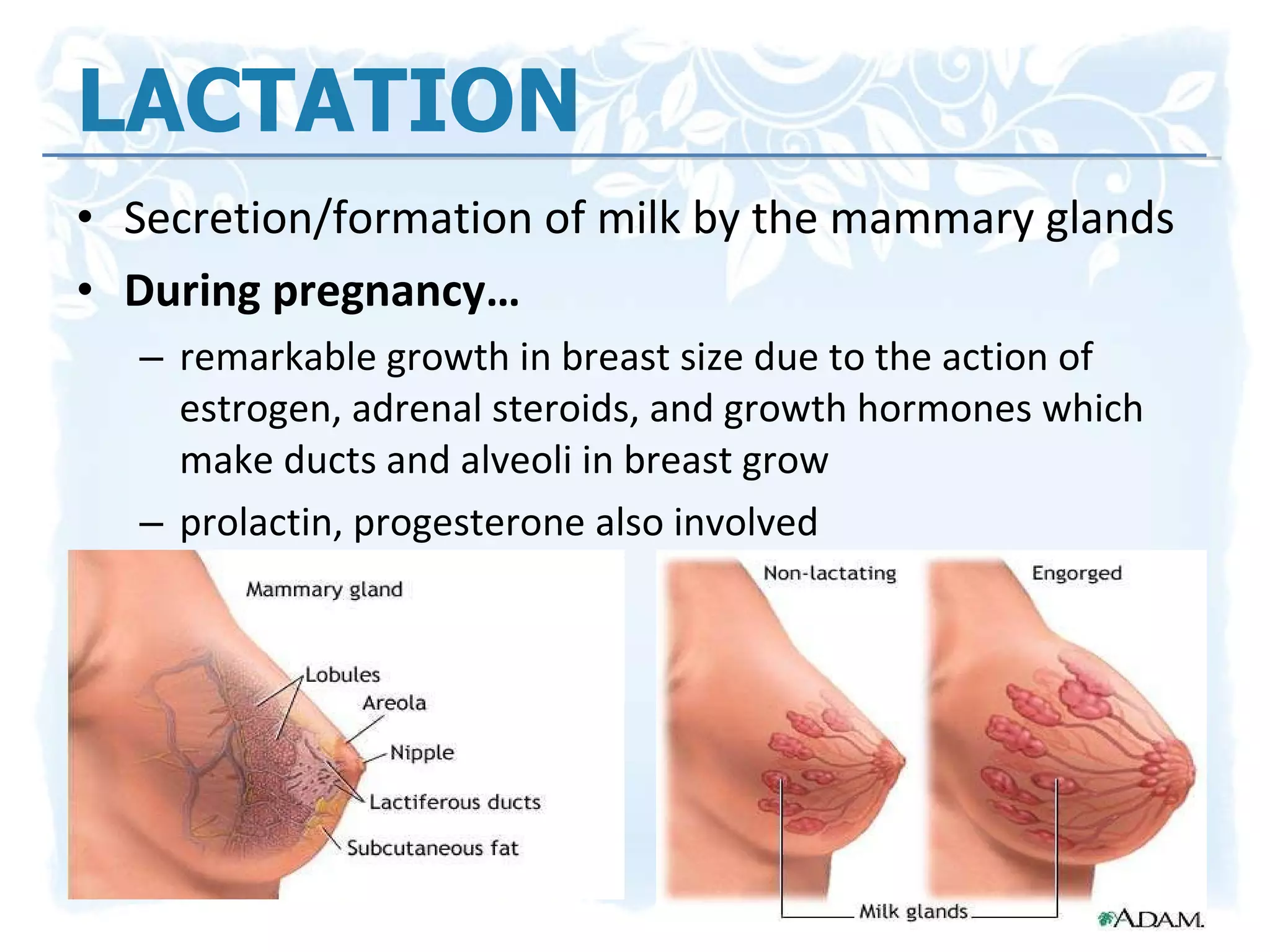 LACTATION Secretion/formation of milk by the mammary glands During pregnancy… remarkable growth in breast size due to the action of estrogen, adrenal steroids, and growth hormones which  make ducts and alveoli in breast grow prolactin, progesterone also involved 