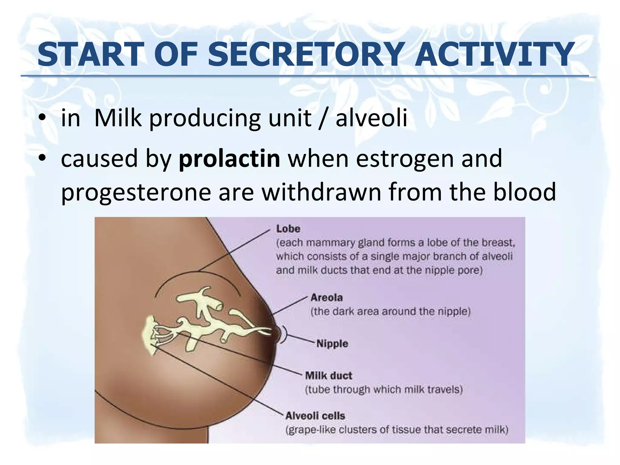 START OF SECRETORY ACTIVITY in  Milk producing unit / alveoli caused by  prolactin  when estrogen and progesterone are withdrawn from the blood 