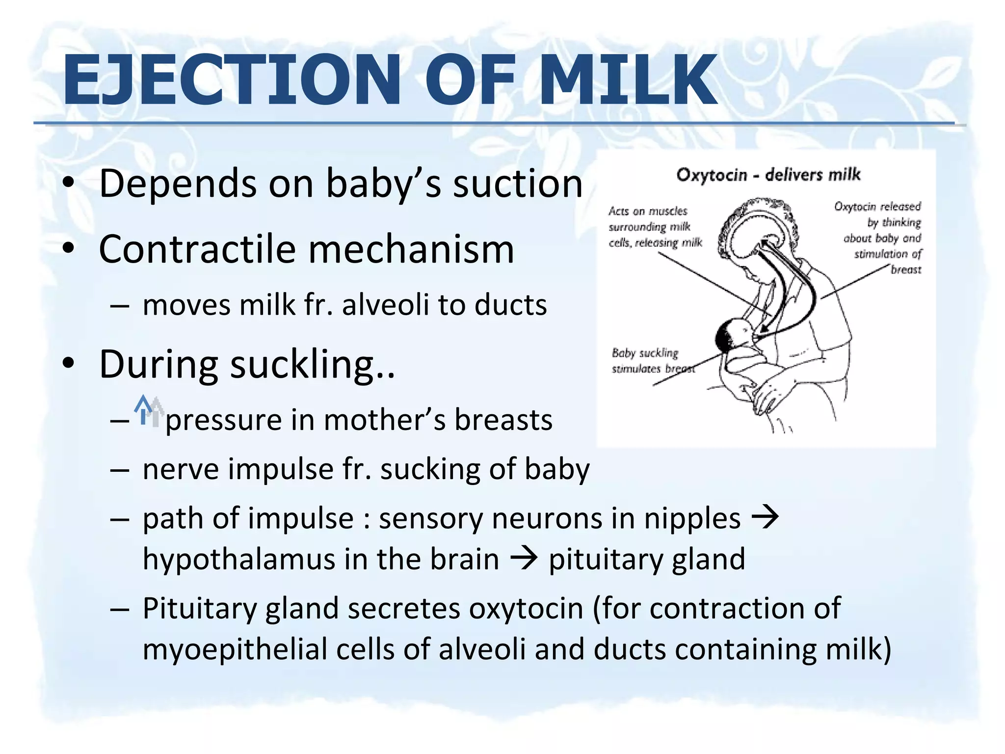Depends on baby’s suction Contractile mechanism moves milk fr. alveoli to ducts During suckling.. pressure in mother’s breasts nerve impulse fr. sucking of baby path of impulse : sensory neurons in nipples    hypothalamus in the brain    pituitary gland Pituitary gland secretes oxytocin (for contraction of myoepithelial cells of alveoli and ducts containing milk) EJECTION OF MILK 