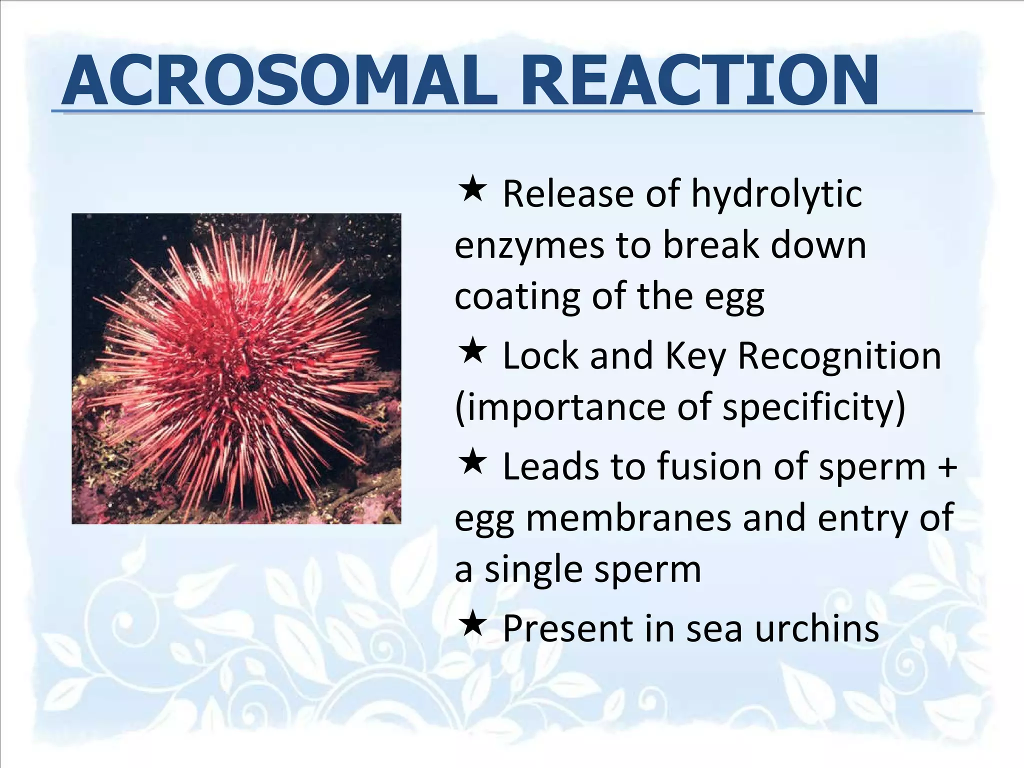ACROSOMAL REACTION Release of hydrolytic enzymes to break down coating of the egg Lock and Key Recognition (importance of specificity) Leads to fusion of sperm + egg membranes and entry of a single sperm Present in sea urchins  