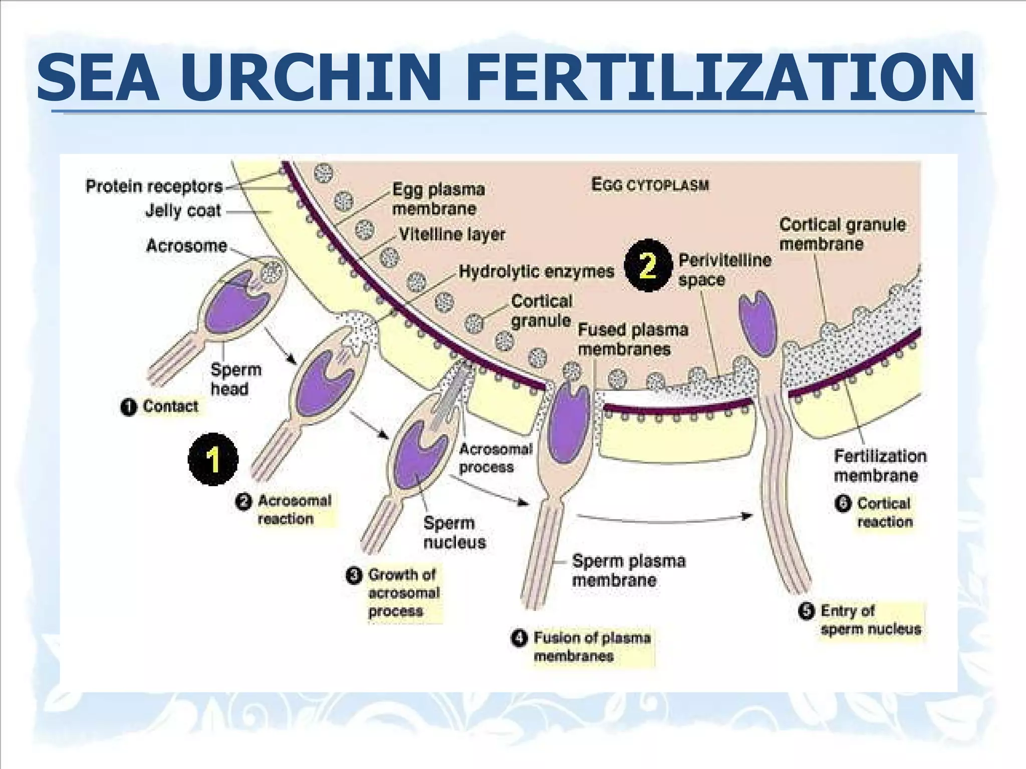 SEA URCHIN FERTILIZATION 