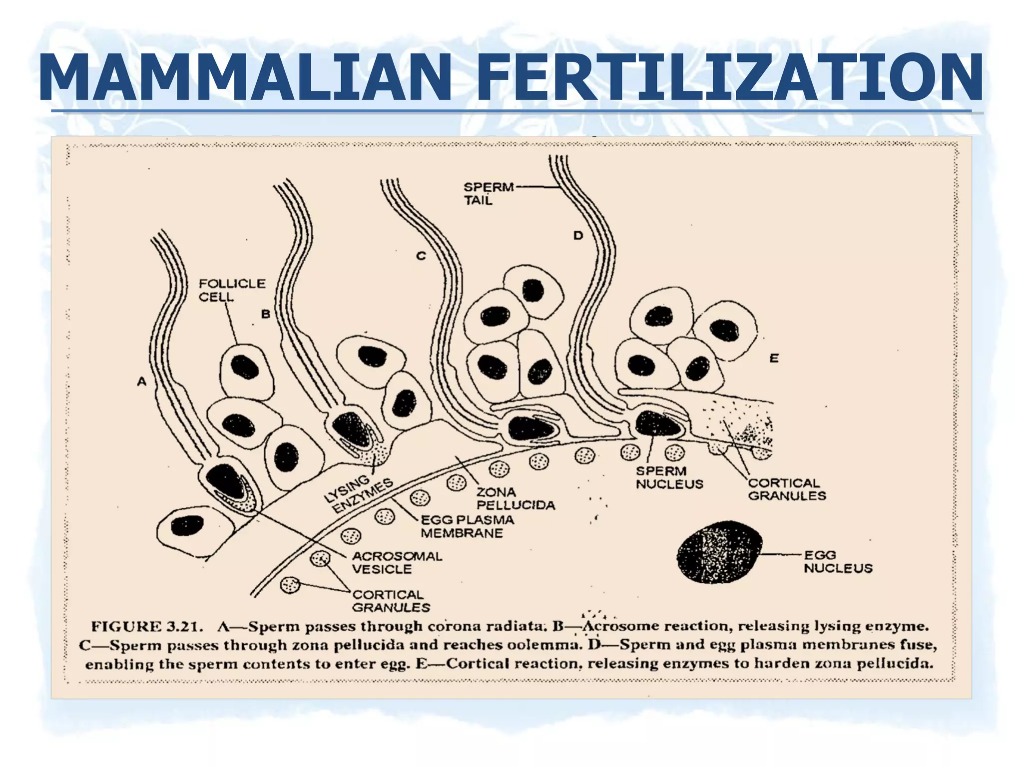 MAMMALIAN FERTILIZATION 