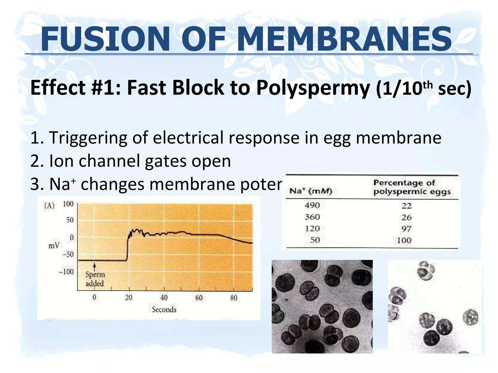 FUSION OF MEMBRANES Effect #1: Fast Block to Polyspermy  (1/10 th  sec)  1. Triggering of electrical response in egg membrane 2. Ion channel gates open 3. Na +  changes membrane potential (depolarization) 