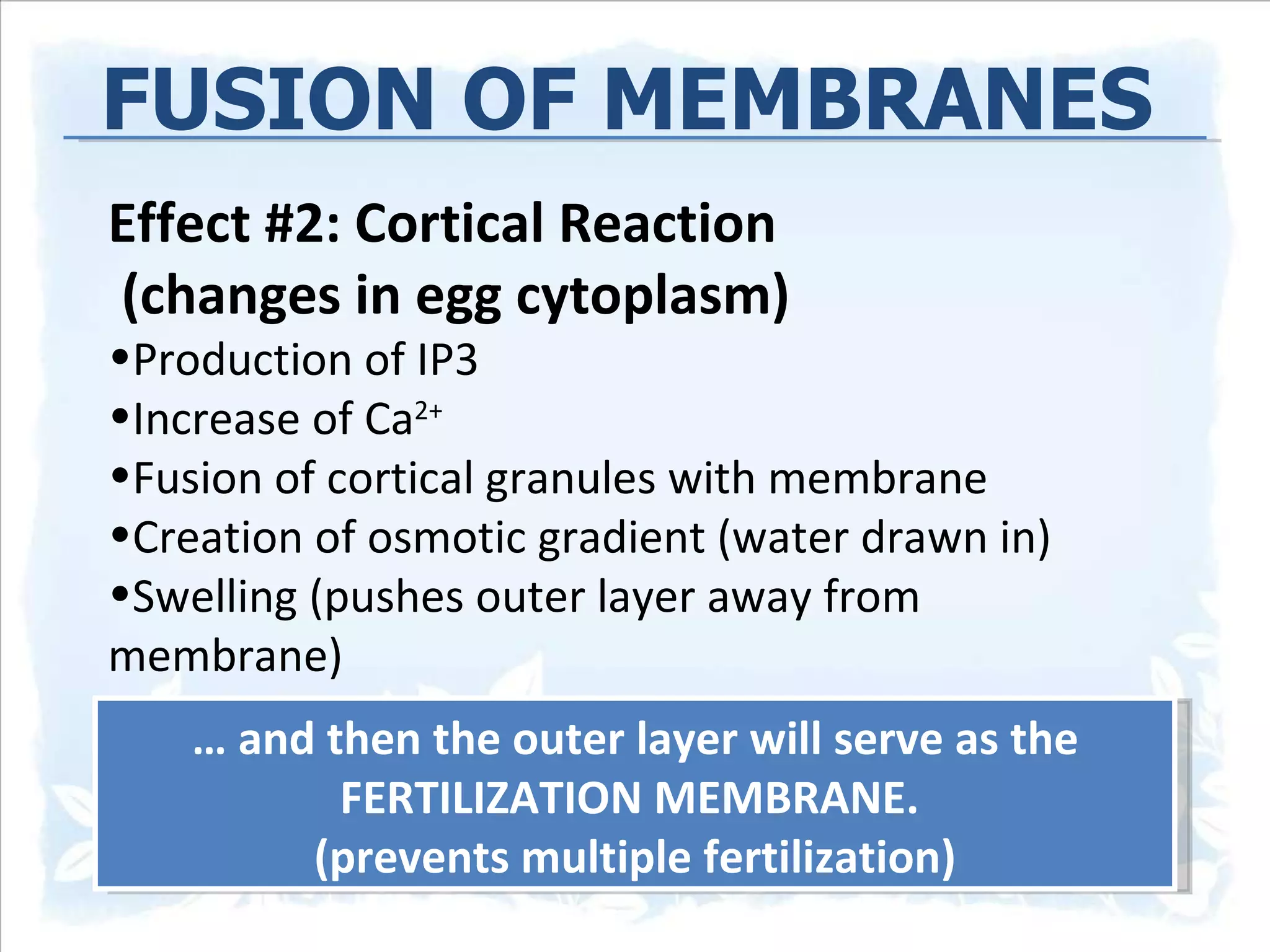 Effect #2: Cortical Reaction (changes in egg cytoplasm) Production of IP3 Increase of Ca 2+ Fusion of cortical granules with membrane Creation of osmotic gradient (water drawn in) Swelling (pushes outer layer away from membrane) FUSION OF MEMBRANES …  and then the outer layer will serve as the FERTILIZATION MEMBRANE.  (prevents multiple fertilization) 