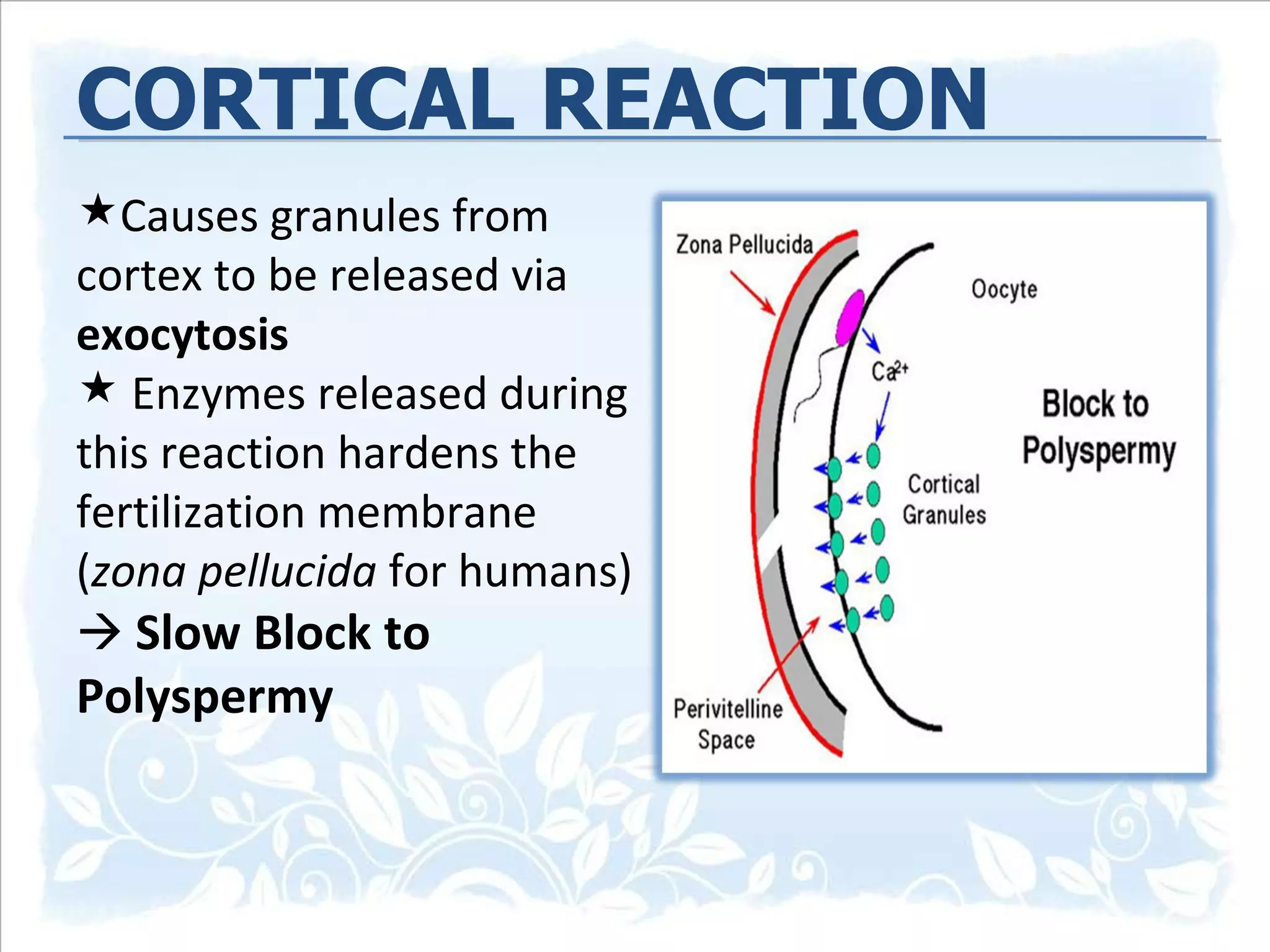 CORTICAL REACTION Causes granules from cortex to be released via  exocytosis Enzymes released during this reaction hardens the fertilization membrane ( zona pellucida  for humans)     Slow Block to Polyspermy 