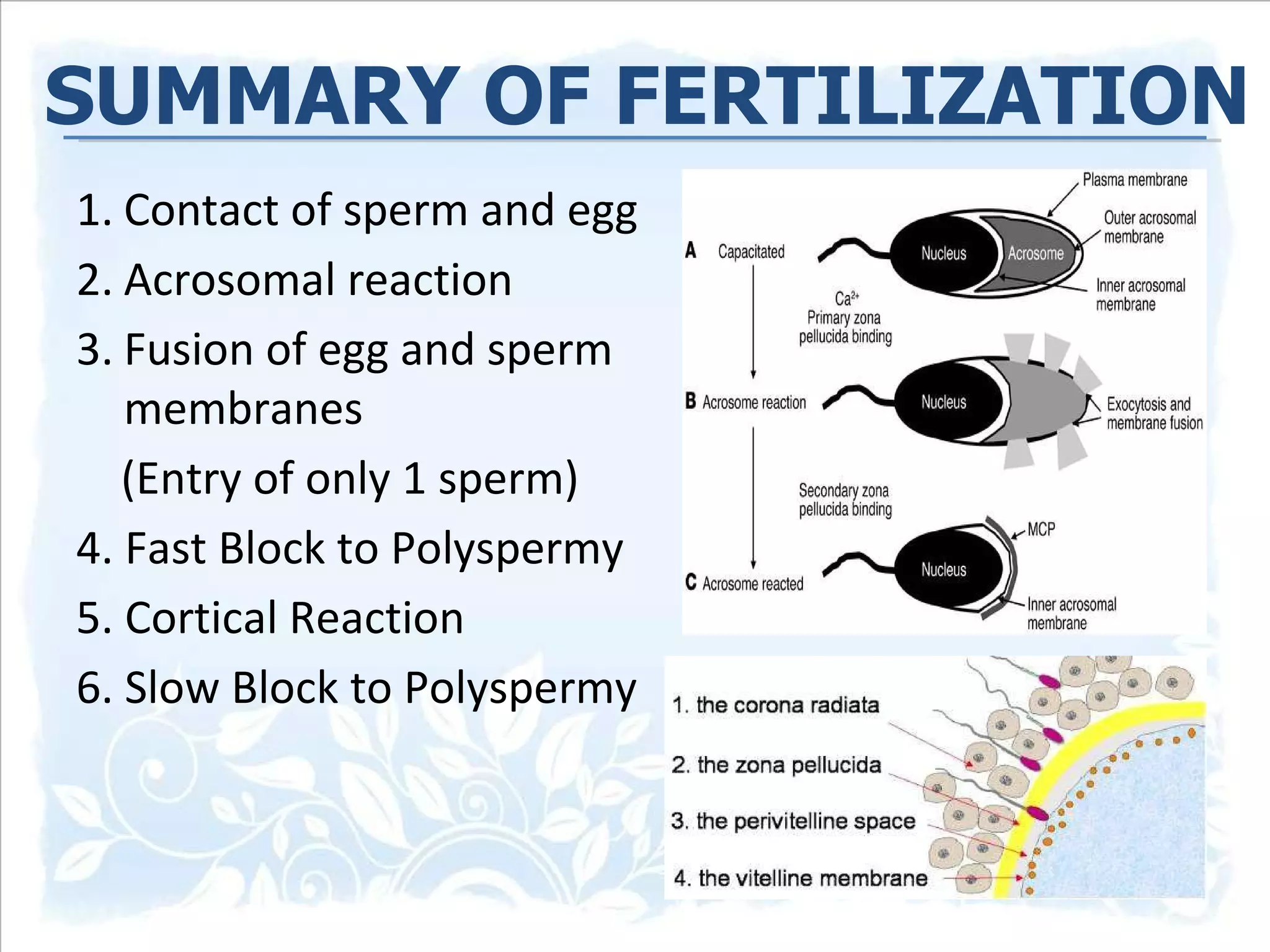 SUMMARY OF FERTILIZATION Contact of sperm and egg  Acrosomal reaction Fusion of egg and sperm membranes (Entry of only 1 sperm) 4. Fast Block to Polyspermy 5. Cortical Reaction  6. Slow Block to Polyspermy 