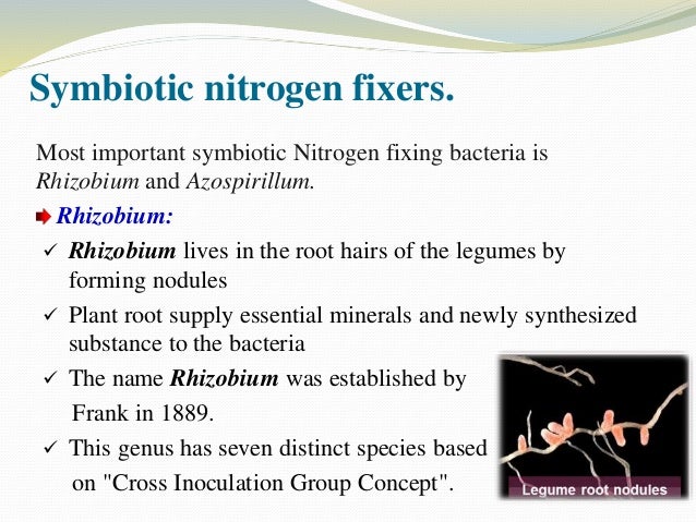 differentiate between symbiotic and non symbiotic nitrogen fixation