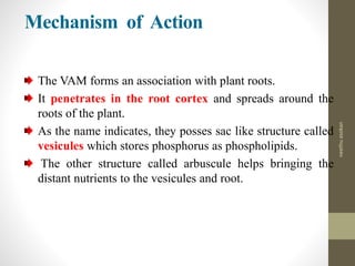 Mechanism of Action
The VAM forms an association with plant roots.
It penetrates in the root cortex and spreads around the
roots of the plant.
As the name indicates, they posses sac like structure called
vesicules which stores phosphorus as phospholipids.
The other structure called arbuscule helps bringing the
distant nutrients to the vesicules and root.
neethuasokan
 