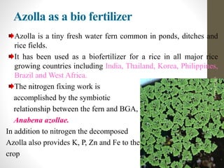Azolla as a bio fertilizer
Azolla is a tiny fresh water fern common in ponds, ditches and
rice fields.
It has been used as a biofertilizer for a rice in all major rice
growing countries including India, Thailand, Korea, Philippines,
Brazil and West Africa.
The nitrogen fixing work is
accomplished by the symbiotic
relationship between the fern and BGA,
Anabena azollae.
In addition to nitrogen the decomposed
Azolla also provides K, P, Zn and Fe to the
crop
neethuasokan
 