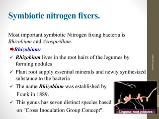 Symbiotic nitrogen fixers.
Most important symbiotic Nitrogen fixing bacteria is
Rhizobium and Azospirillum.
Rhizobium:
 Rhizobium lives in the root hairs of the legumes by
forming nodules
 Plant root supply essential minerals and newly synthesized
substance to the bacteria
 The name Rhizobium was established by
Frank in 1889.
 This genus has seven distinct species based
on "Cross Inoculation Group Concept".
neethuasokan
 