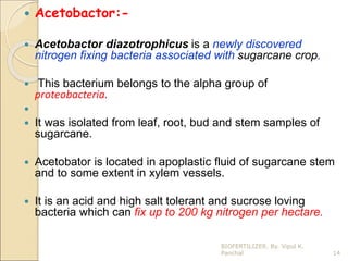  Acetobactor:-
 Acetobactor diazotrophicus is a newly discovered
nitrogen fixing bacteria associated with sugarcane crop.
 This bacterium belongs to the alpha group of
proteobacteria.

 It was isolated from leaf, root, bud and stem samples of
sugarcane.
 Acetobator is located in apoplastic fluid of sugarcane stem
and to some extent in xylem vessels.
 It is an acid and high salt tolerant and sucrose loving
bacteria which can fix up to 200 kg nitrogen per hectare.
14
BIOFERTILIZER. By. Vipul K.
Panchal
 