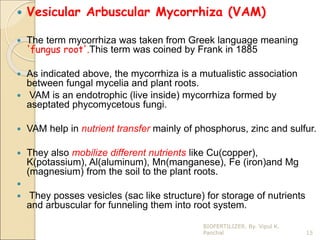  Vesicular Arbuscular Mycorrhiza (VAM)
 The term mycorrhiza was taken from Greek language meaning
'fungus root'.This term was coined by Frank in 1885
 As indicated above, the mycorrhiza is a mutualistic association
between fungal mycelia and plant roots.
 VAM is an endotrophic (live inside) mycorrhiza formed by
aseptated phycomycetous fungi.
 VAM help in nutrient transfer mainly of phosphorus, zinc and sulfur.
 They also mobilize different nutrients like Cu(copper),
K(potassium), Al(aluminum), Mn(manganese), Fe (iron)and Mg
(magnesium) from the soil to the plant roots.

 They posses vesicles (sac like structure) for storage of nutrients
and arbuscular for funneling them into root system.
15
BIOFERTILIZER. By. Vipul K.
Panchal
 