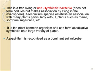  This is a free living or non -symbiotic bacteria (does not
form nodules but makes association by living in the
rhizosphere). Azospirillum species establish an association
with many plants particularly with C, plants such as maize,
sorghum,sugarcane, etc.
 It is the most common organism and can form associative
symbiosis on a large variety of plants.
 Azospirillum is recognized as a dominant soil microbe
10
 
