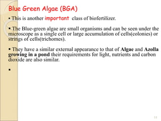 Blue Green Algae (BGA)
 This is another important class of biofertilizer.
 The Blue-green algae are small organisms and can be seen under the
microscope as a single cell or large accumulation of cells(colonies) or
strings of cells(trichomes).
 They have a similar external appearance to that of Algae and Azolla
growing in a pond their requirements for light, nutrients and carbon
dioxide are also similar.

11
 