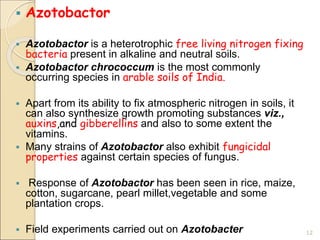 Azotobactor
 Azotobactor is a heterotrophic free living nitrogen fixing
bacteria present in alkaline and neutral soils.
 Azotobactor chrococcum is the most commonly
occurring species in arable soils of India.
 Apart from its ability to fix atmospheric nitrogen in soils, it
can also synthesize growth promoting substances viz.,
auxins,and gibberellins and also to some extent the
vitamins.
 Many strains of Azotobactor also exhibit fungicidal
properties against certain species of fungus.
 Response of Azotobactor has been seen in rice, maize,
cotton, sugarcane, pearl millet,vegetable and some
plantation crops.
 Field experiments carried out on Azotobacter 12
 