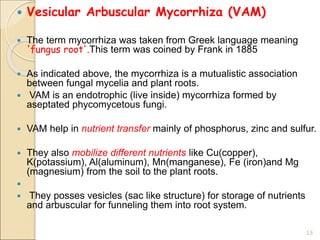  Vesicular Arbuscular Mycorrhiza (VAM)
 The term mycorrhiza was taken from Greek language meaning
'fungus root'.This term was coined by Frank in 1885
 As indicated above, the mycorrhiza is a mutualistic association
between fungal mycelia and plant roots.
 VAM is an endotrophic (live inside) mycorrhiza formed by
aseptated phycomycetous fungi.
 VAM help in nutrient transfer mainly of phosphorus, zinc and sulfur.
 They also mobilize different nutrients like Cu(copper),
K(potassium), Al(aluminum), Mn(manganese), Fe (iron)and Mg
(magnesium) from the soil to the plant roots.

 They posses vesicles (sac like structure) for storage of nutrients
and arbuscular for funneling them into root system.
15
 