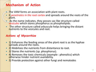 Mechanism of Action
 The VAM forms an association with plant roots.
 It penetrates in the root cortex and spreads around the roots of the
plant.
 As the name indicates, they posses sac like structure called
vesicules which stores phosphorus as phospholipids.
 The other structure called arbuscule helps bringing the distant
nutrients to the vesicules and root.
Actions of Mycorrhiza
 1) Enhances the feeding areas of the plant root is as the hyphae
spreads around the roots.
 2) Mobilizes the nutrients from distantance to root.
 3) Stores the nutrients (sp. phosphorus).
 4) Removes the toxic chemicals (example : phenolics) which
otherwise hinder nutrient availability.
 5) Provide protection against other fungi and nematodes
16
 