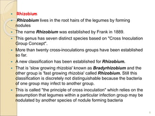  Rhizobium
 Rhizobium lives in the root hairs of the legumes by forming
nodules
 The name Rhizobium was established by Frank in 1889.
 This genus has seven distinct species based on "Cross Inoculation
Group Concept".
 More than twenty cross-inoculations groups have been established
so far.
 A new classification has been established for Rhizobium.
 That is 'slow growing rhizobia' known as Bradyrhizobium and the
other group is 'fast growing rhizobia' called Rhizobium. Still this
classification is discretely not distinguishable because the bacteria
of one group may infect to another group.
 This is called "the principle of cross inoculation" which relies on the
assumption that legumes within a particular infection group may be
nodulated by another species of nodule forming bacteria
8
 