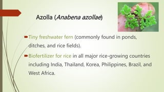 BIOFERTILIZERS USES AND ITS BENEFITS TO ENVIRONMENT .pptx