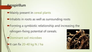 Azospirillum Roots BIOFERTILIZERS USES AND ITS BENEFITS TO ENVIRONMENT .pptx