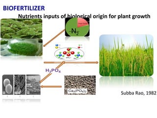 BIOFERTILIZER
Nutrients inputs of biological origin for plant growth
N2
Subba Rao, 1982
 