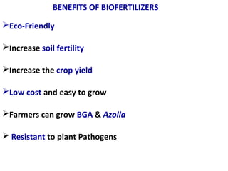 Eco-Friendly
Increase soil fertility
Increase the crop yield
Low cost and easy to grow
Farmers can grow BGA & Azolla
 Resistant to plant Pathogens
BENEFITS OF BIOFERTILIZERS
 