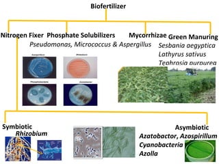 Biofertilizer
Nitrogen Fixer Phosphate Solubilizers Green Manuring
Rhizobium Azatobactor, Azospirillum
Cyanobacteria
Azolla
Pseudomonas, Micrococcus & Aspergillus Sesbania aegyptica
Lathyrus sativus
Tephrosia purpurea
Mycorrhizae
Symbiotic Asymbiotic
 