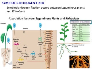 SYMBIOTIC NITROGEN FIXER
Symbiotic nitrogen fixation occurs between Leguminous plants
and Rhizobium
Association between leguminous Plants and Rhizobium
 