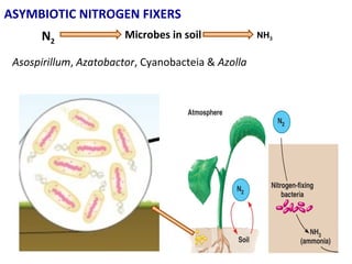 ASYMBIOTIC NITROGEN FIXERS
Microbes in soilN2
NH3
Asospirillum, Azatobactor, Cyanobacteia & Azolla
 