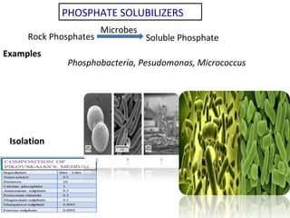 PHOSPHATE SOLUBILIZERS
Rock Phosphates Soluble Phosphate
Microbes
Isolation
Examples
Phosphobacteria, Pesudomonas, Micrococcus
 