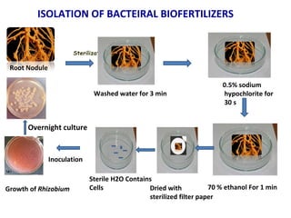 ISOLATION OF BACTEIRAL BIOFERTILIZERS
Root Nodule
Sterilization
70 % ethanol For 1 min
0.5% sodium
hypochlorite for
30 s
Washed water for 3 min
Dried with
sterilized filter paper
Inoculation
Growth of Rhizobium
Sterile H2O Contains
Cells
Overnight culture
 