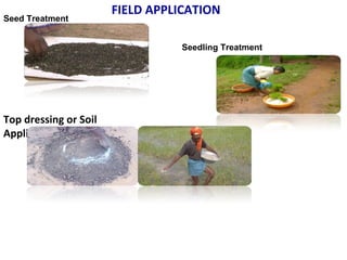FIELD APPLICATION
Top dressing or Soil
Applications
Seed Treatment
Seedling Treatment
 