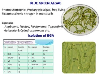 BLUE GREEN ALGAE
Photoautotrophic, Prokaryotic algae, free living
Fix atmospheric nitrogen in moist soils
Examples
Anabaena, Nostoc, Plectonema, Tolypothrix
Aulosoria & Cylindrospermum etc.
Isolation of BGA
 