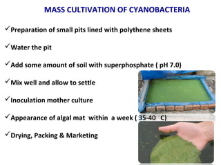 MASS CULTIVATION OF CYANOBACTERIA
Preparation of small pits lined with polythene sheets
Water the pit
Add some amount of soil with superphosphate ( pH 7.0)
Mix well and allow to settle
Inoculation mother culture
Appearance of algal mat within a week ( 35-40 ◦
C)
Drying, Packing & Marketing
 