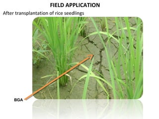 FIELD APPLICATION
After transplantation of rice seedlings
BGA
 