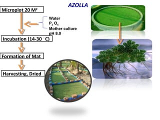 AZOLLA
Microplot 20 M2
Incubation (14-30 ◦
C)
Water
P2 O5
Mother culture
pH 8.0
Formation of Mat
Harvesting, Dried
 